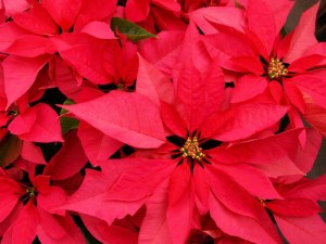 photo poinsettas